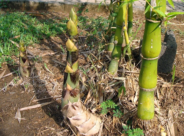 Rebung atau bambu muda yang dijadikan bahan makanan. (Foto: Pixabay/sarangib)