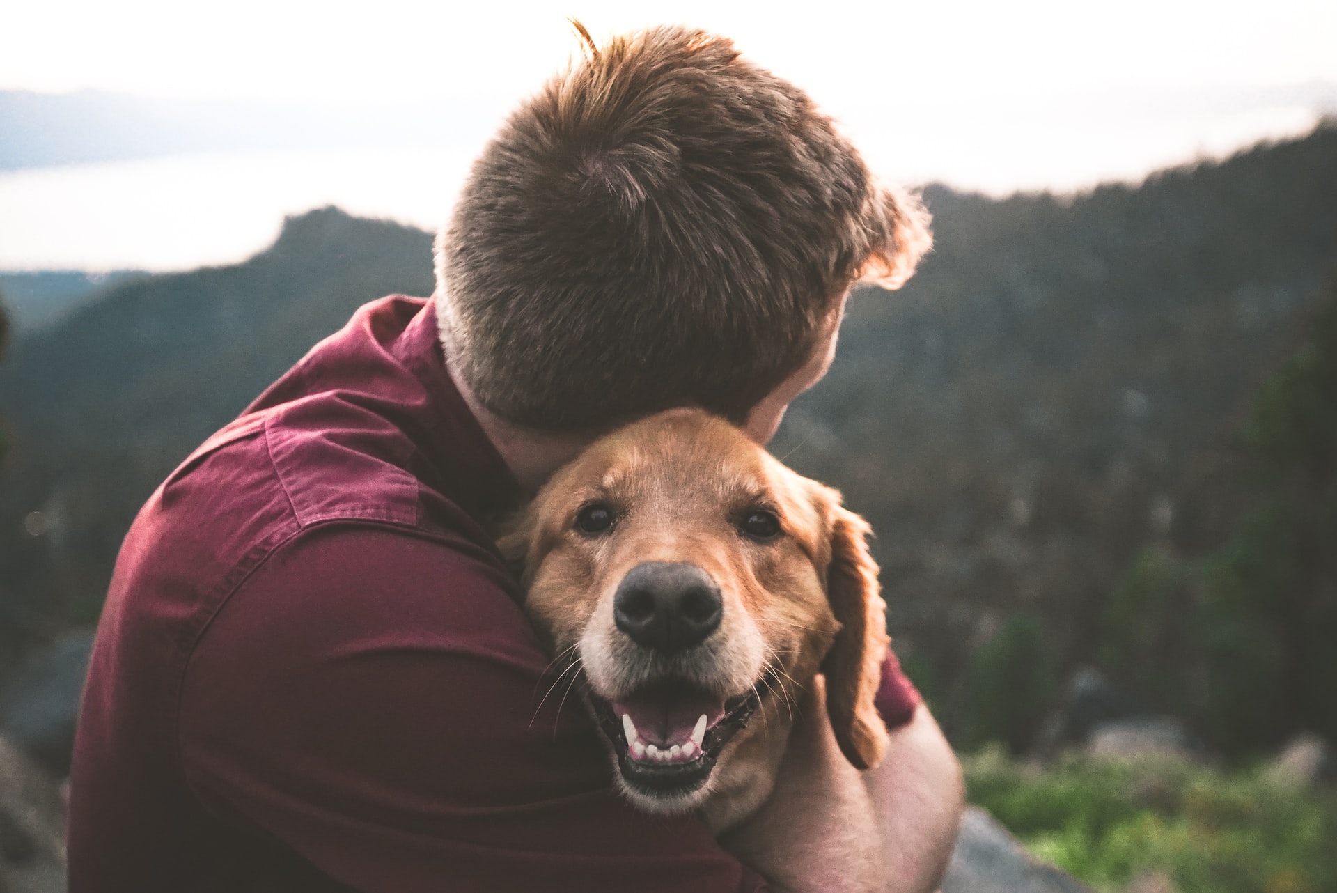 Kenali Istilah Pawrent Saat Pets Tak Lagi Sekadar Hewan Piaraan