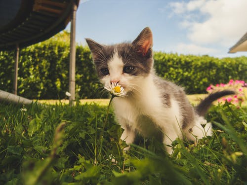 10 Alasan Mengapa Kucing Adalah Hewan Peliharaan Terbaik