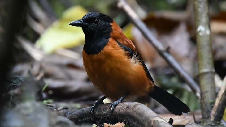 Mengenal Pitohui, Burung Beracun Pertama yang Dikonfirmasi Secara Ilmiah