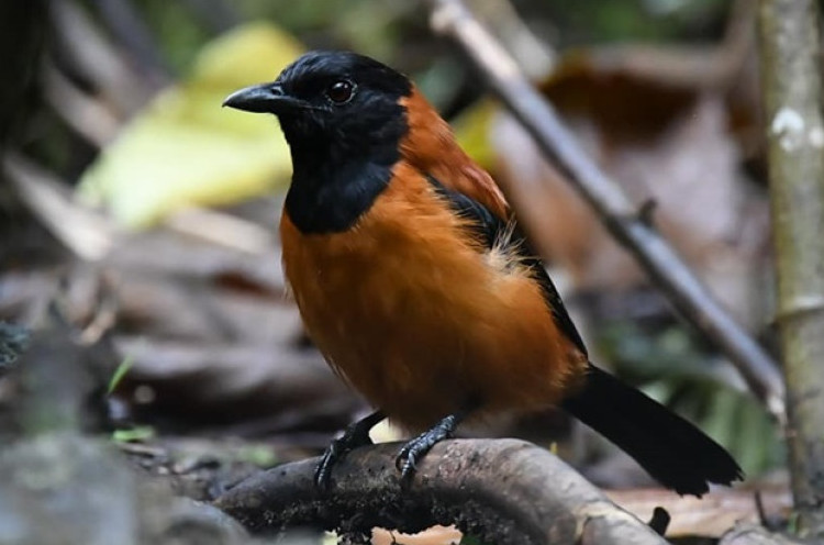 Mengenal Pitohui, Burung Beracun Pertama yang Dikonfirmasi Secara Ilmiah