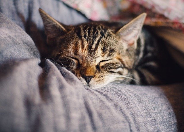 Kerjaannya tidur seharian. (Foto: Pixabay/KatinkavomWolfenmond)