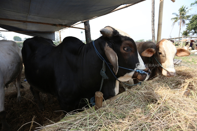 kurban sapi atau kerbau