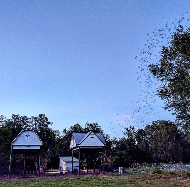 Rumah kelelawar di Universitas Florida. (Foto: instagram.com/maingray)