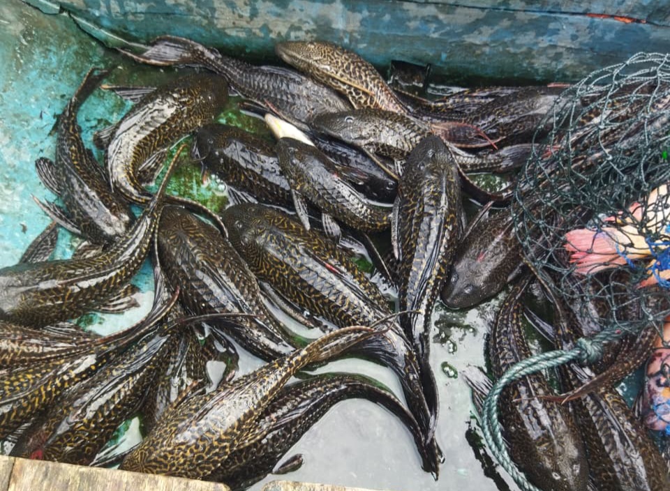 Nelayan Waduk Kedung Ombo Keluhkan Invasi Ikan Sapu-Sapu, Rugikan Petani Puluhan Juta