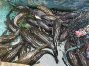 Nelayan Waduk Kedung Ombo Keluhkan Invasi Ikan Sapu-Sapu, Rugikan Petani Puluhan Juta