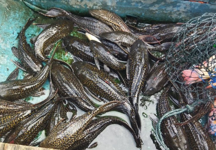 Nelayan Waduk Kedung Ombo Keluhkan Invasi Ikan Sapu-Sapu, Rugikan Petani Puluhan Juta