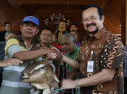  Wawali Solo Penuhi Janjinya Serahkan 101 Kambing untuk TPS dengan Pemilih 92 Persen