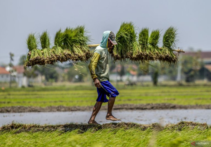 Mentan Pastikan Food Estate Kalimantan Tengah Dilanjutkan