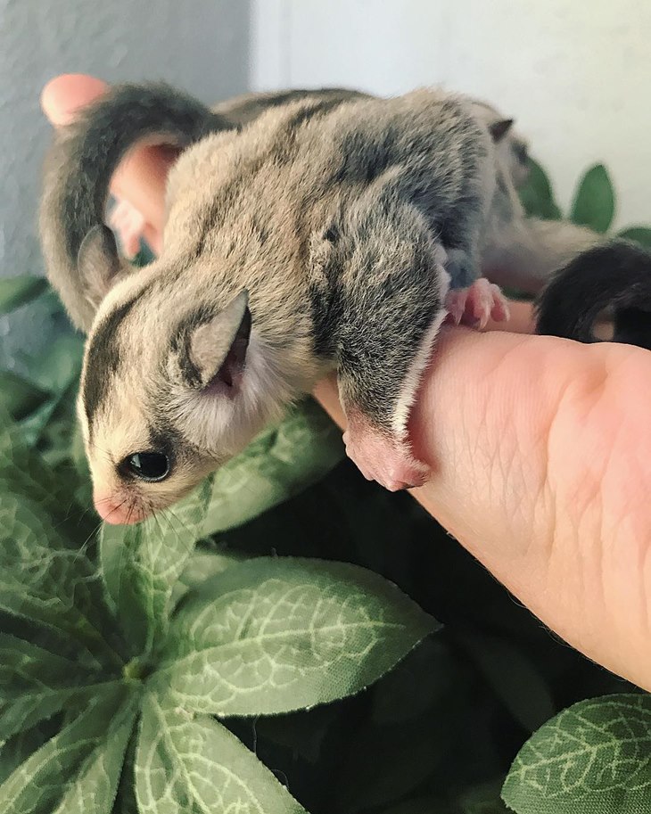 sugar glider