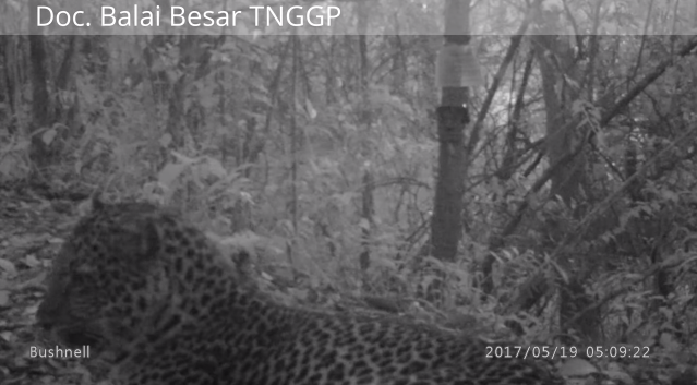 Puluhan Macan Tutul Tertangkap Kamera di TN Gunung Gede Pangrango