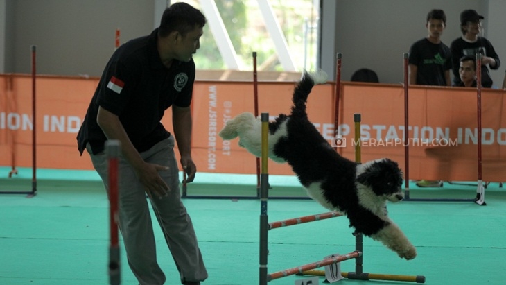 Ingin Anjing Ras Kesayanganmu Berprestasi? Coba Tips dan Trik Ini