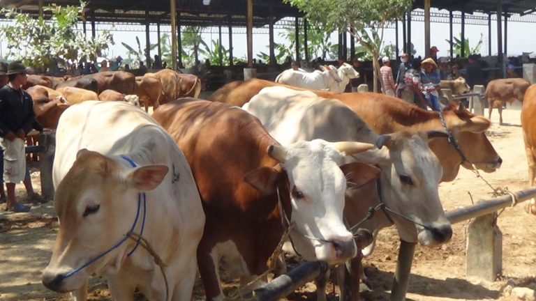 Wabah PMK Berdampak Pada Harga Jual Sapi