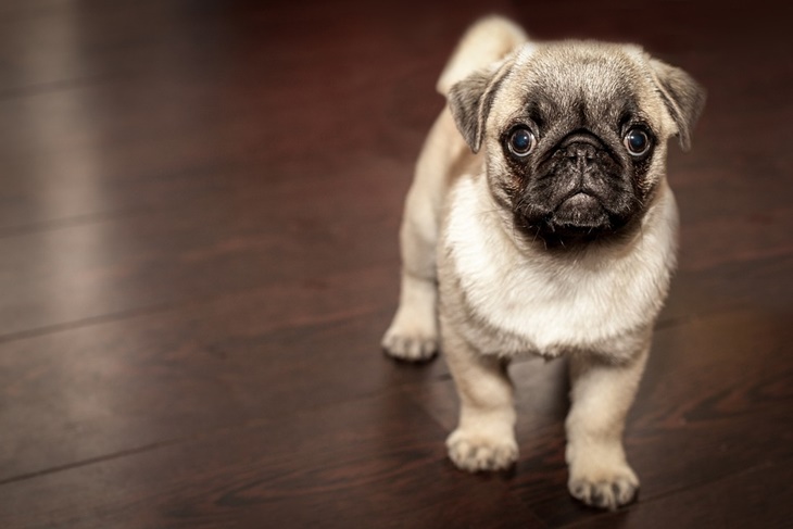 dog, pug