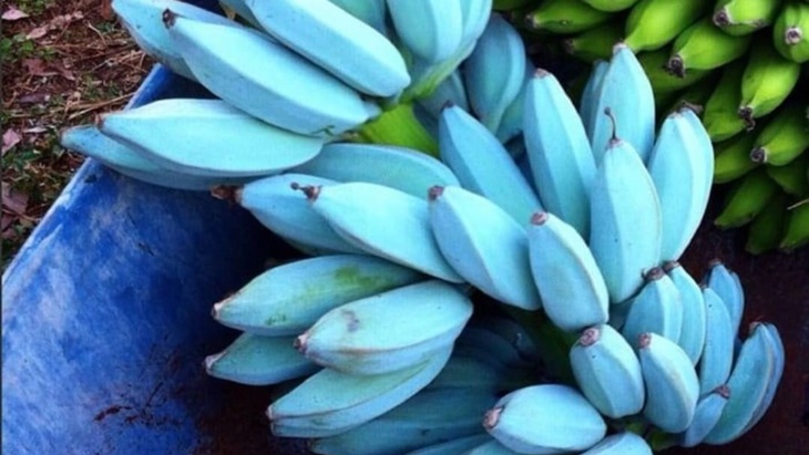 Blue Java Banana, Pisang Serasa Es Krim