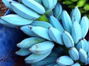 Blue Java Banana, Pisang Serasa Es Krim