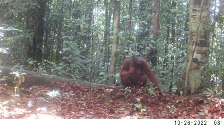 Orangutan untuk Pertama Kali Terekam Kamera di Cagar Alam Pararawen