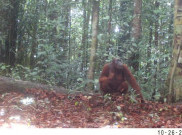 Orangutan untuk Pertama Kali Terekam Kamera di Cagar Alam Pararawen