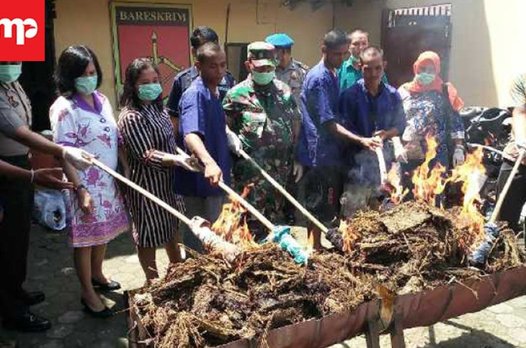 Puluhan Kilogram Ganja Asal Aceh Dimusnahkan di Patumbak