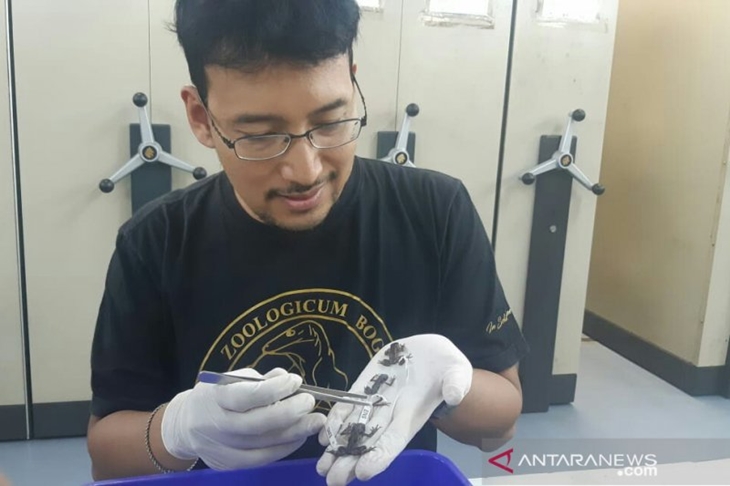 Peneliti bidang herpetologi Pusat Penelitian Biologi LIPI Amir Hamidy menunjukkan tiga spesies kodok wayang yang baru diidentifikasi di Pusat Penelitian Biologi LIPI, Cibinong, Jawa Barat, Selasa (08/10/2019). Jenis kodok itu ditemukan di hutan dataran tinggi Sumatera. (ANTARA/Martha Herlinawati Simanjuntak)