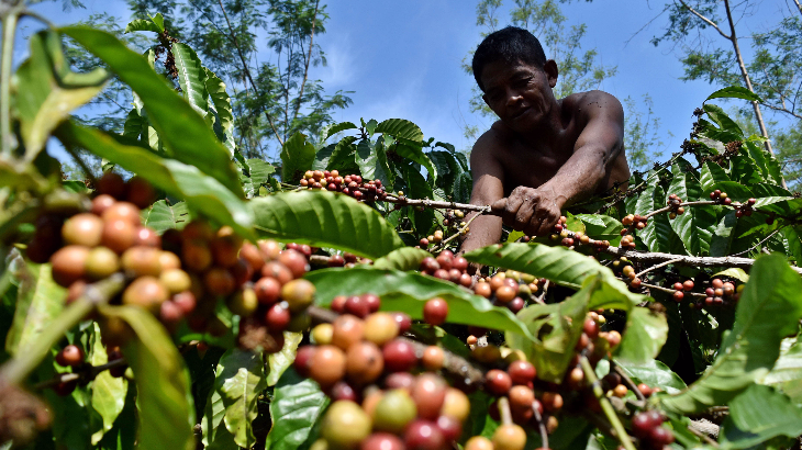 Indonesia Berambisi Jadi Produsen Kopi Terbesar Dunia