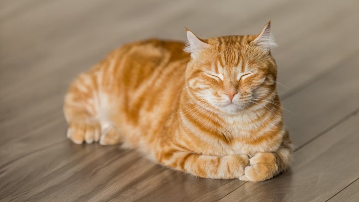 Sejarah dan Makna Hari Kucing Sedunia