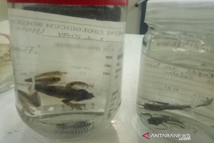 Katak pinokio (kiri). (ANTARA/Martha Herlinawati Simanjuntak)