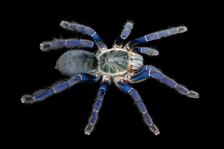 tarantula biru