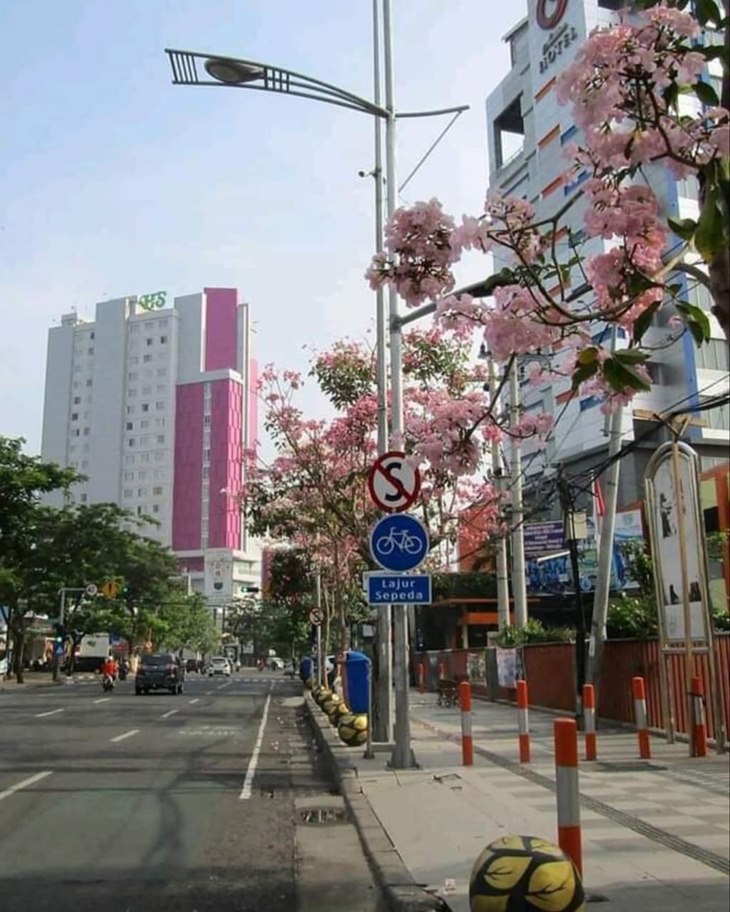 surabaya bunga tabebuya
