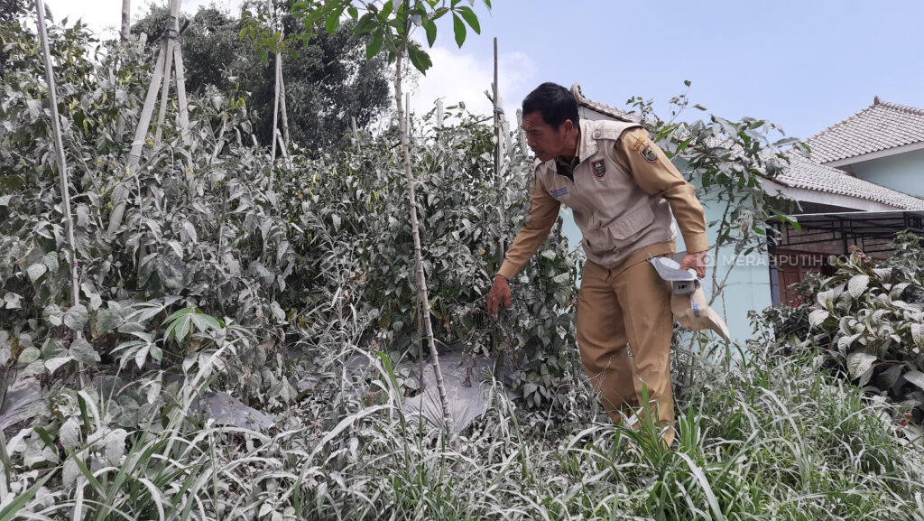 Ratusan Hektar Lahan Pertanian di Boyolali Terkena Abu Vulkanik Imbas Erupsi Merapi