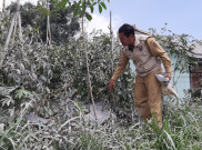 Ratusan Hektar Lahan Pertanian di Boyolali Terkena Abu Vulkanik Imbas Erupsi Merapi