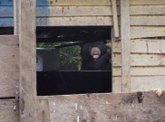 Beruang Liar Nekat Cari Makan Mengais Sampah di TPS Warga Lampung Barat