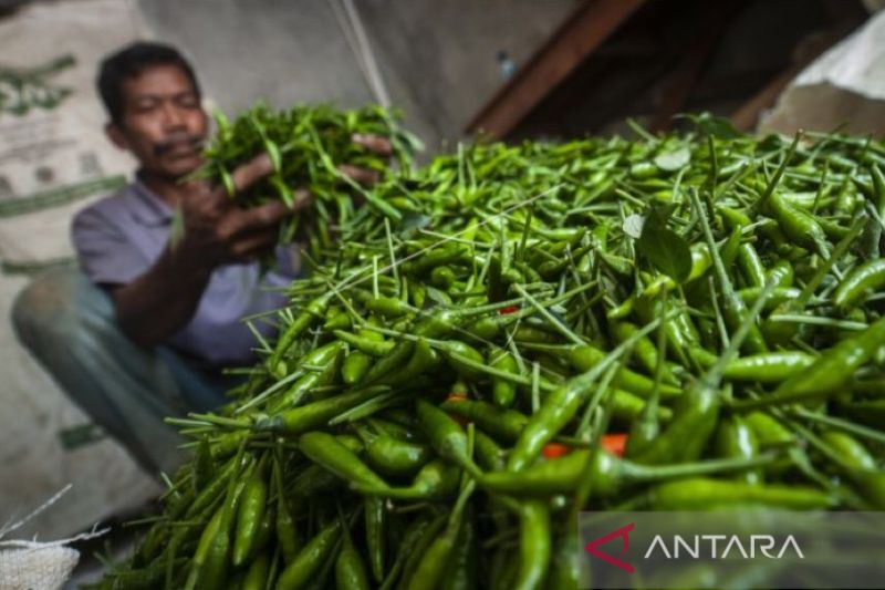 Harga Cabai Rawit per Kilogram di Aceh Tembus Rp 200 Ribu 