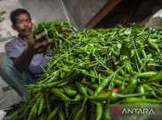 Harga Cabai Rawit per Kilogram di Aceh Tembus Rp 200 Ribu 