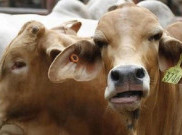 Swasembada Sapi Dorong Peningkatan Kesejahteraan Peternak dan Pemenuhan Pasokan Daging