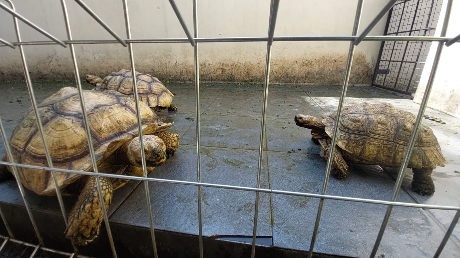 Kura-kura jenis Sulcata peliharaan Wali Kota Solo di Rumdin Loji Gandrung, Kamis (22/12). (MP/Ismail)