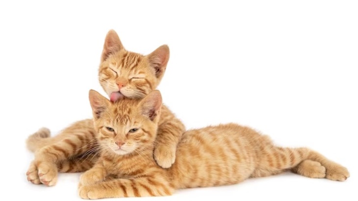 Makanan yang Tepat untuk Anak Kucing