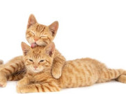 Makanan yang Tepat untuk Anak Kucing