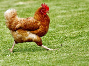 Bolehkah Ayam Jadi Hewan Kurban?