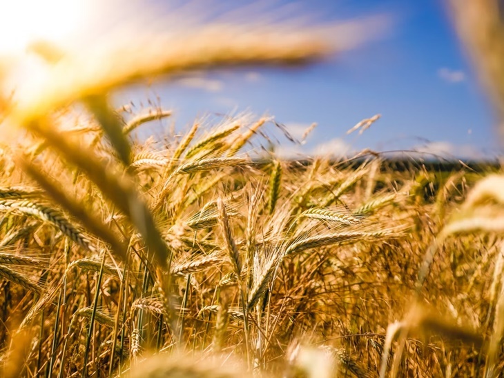 Startup Agritech Siap Bantu Petani Indonesia
