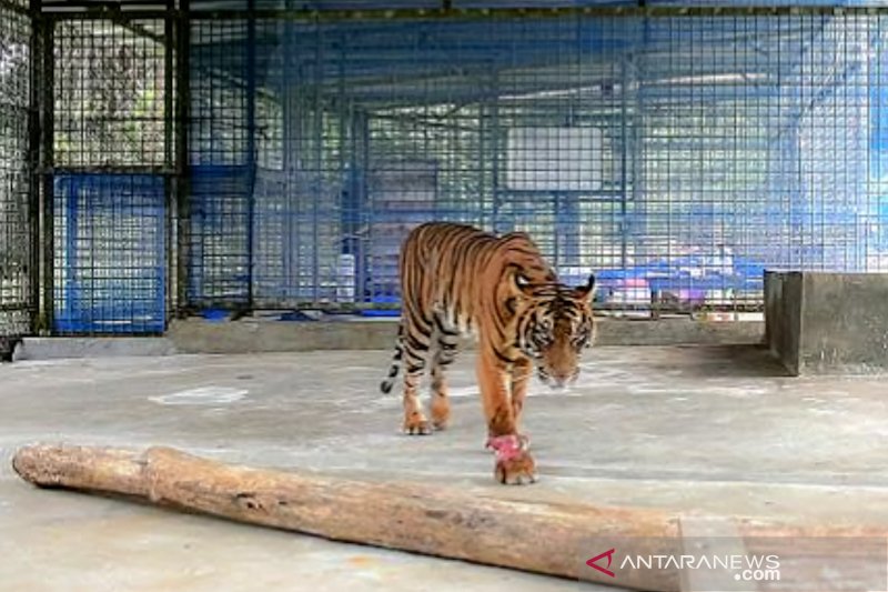 Masih Flu dan Meler, Harimau Corina Sudah Mulai Nafsu Makan