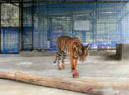 Masih Flu dan Meler, Harimau Corina Sudah Mulai Nafsu Makan