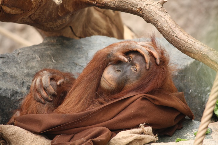 hari orangutan dunia