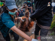 Kronologi Tragis Orangutan Sempurna Mati Akibat Kabut Asap, Sempat Kritis di Kebun Sawit