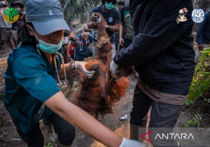 Kronologi Tragis Orangutan Sempurna Mati Akibat Kabut Asap, Sempat Kritis di Kebun Sawit