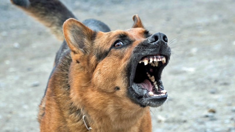 Waspadai 5 Ras Anjing Pemburu Paling Galak
