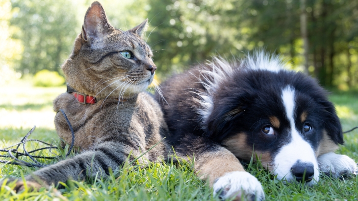 Kesalahan yang Perlu Dihindari Saat Memperkenalkan Kucing dengan Anjing