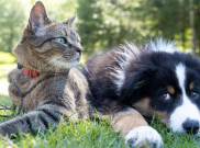 Kesalahan yang Perlu Dihindari Saat Memperkenalkan Kucing dengan Anjing