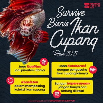 Survive Bisnis Ikan Cupang Tahun 2021