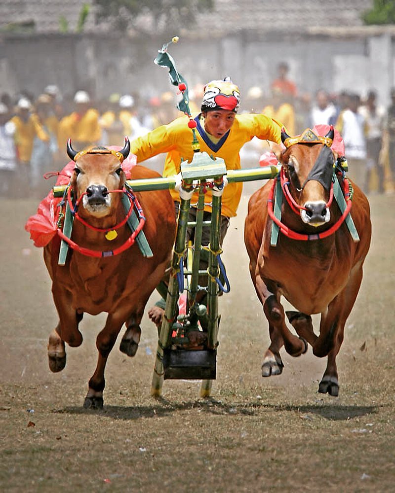 Karapan sapi Madura (Instagram/kholidinwijaya)